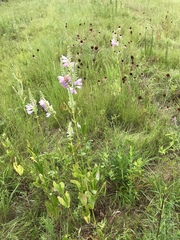 Physostegia digitalis