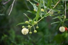 Cephalanthus salicifolius