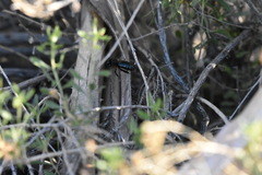 Xylocopa californica diamesa