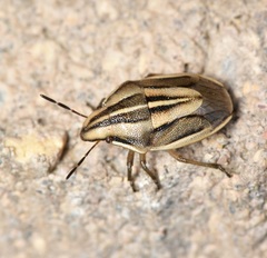 Aelia americana