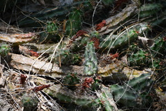 Echinocereus berlandieri