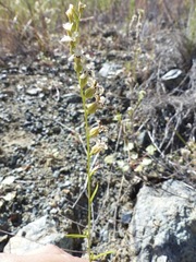 Streptanthus barbiger