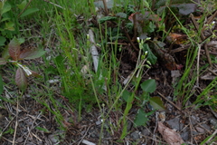 Cerastium lucorum