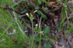 Cerastium lucorum