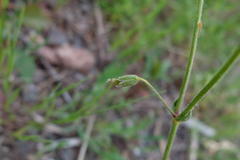 Cerastium lucorum