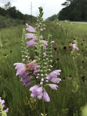Physostegia digitalis