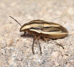 Aelia americana