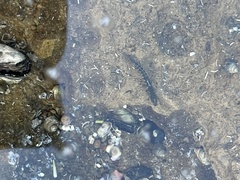 Kelloggella oligolepis