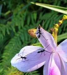 Leptomyrmex unicolor