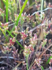 Plantago elongata