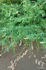Prosopis pallida, recorded fruiting