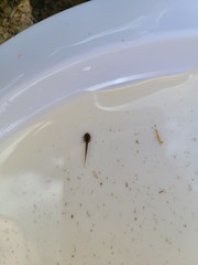 Ambystoma macrodactylum