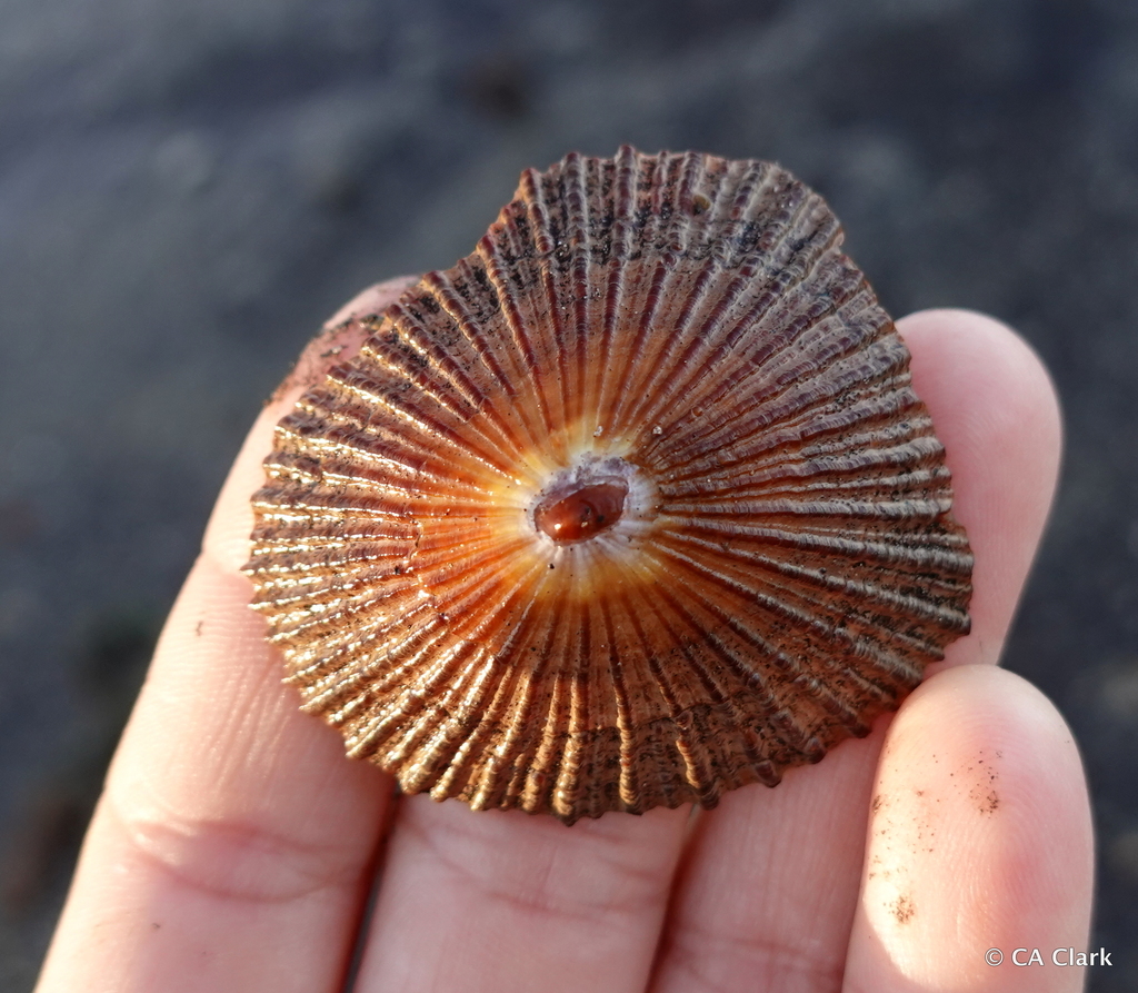 Giant 'Opihi