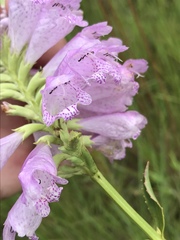 Physostegia digitalis