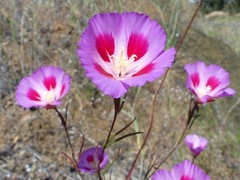 Clarkia amoena amoena