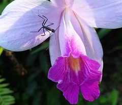 Leptomyrmex unicolor