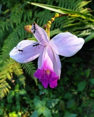 Leptomyrmex unicolor