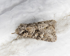 Lacinipolia cuneata