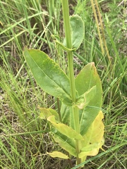 Physostegia digitalis