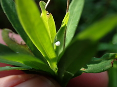 Euphorbia kraussiana