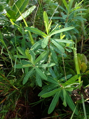 Euphorbia kraussiana