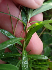 Euphorbia kraussiana