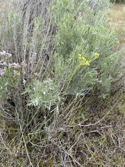 Lomatium simplex
