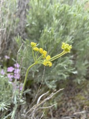 Lomatium simplex