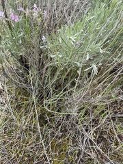 Lomatium simplex