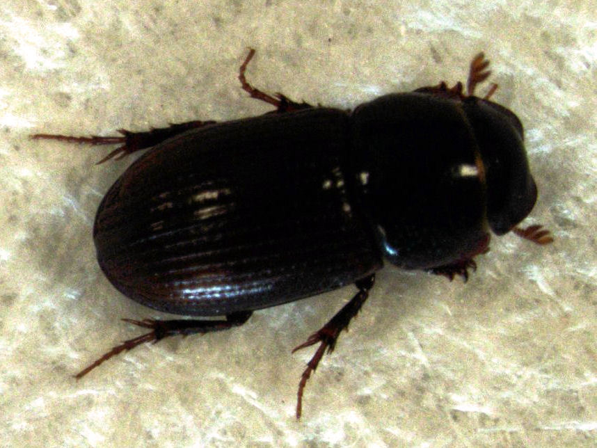 Broun's Scarab
