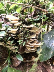 Trametes menziesii