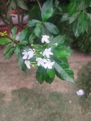 Tabernaemontana divaricata