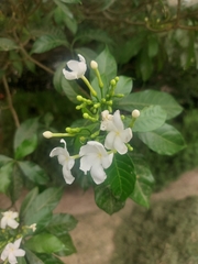 Tabernaemontana divaricata