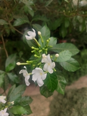 Tabernaemontana divaricata