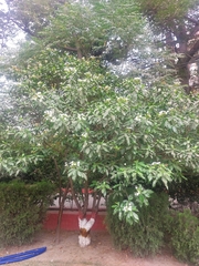 Tabernaemontana divaricata