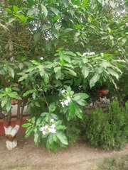 Tabernaemontana divaricata