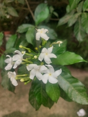 Tabernaemontana divaricata