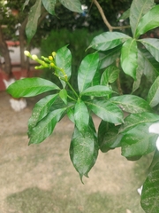 Tabernaemontana divaricata