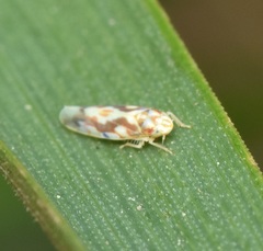 Erythroneura ziczac