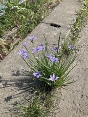 Sisyrinchium mucronatum