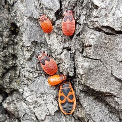 Pyrrhocoris apterus