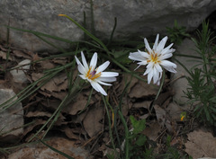 Pseudopodospermum phaeopappum