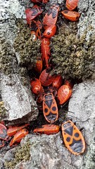 Pyrrhocoris apterus