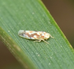 Erythroneura ziczac