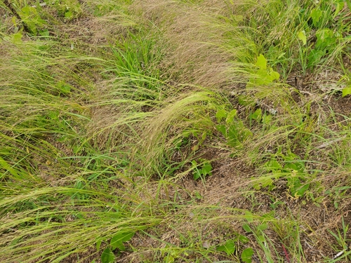 Agrostis hyemalis iNat (2)