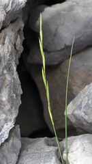 Pseudoroegneria libanotica