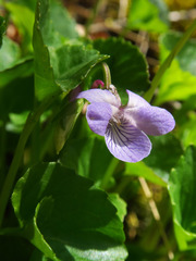 Viola howellii