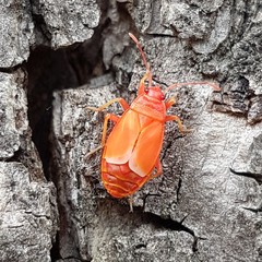 Pyrrhocoris apterus