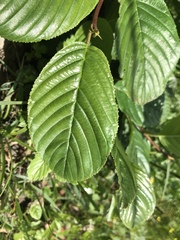Rhamnus alpina