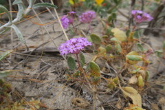Abronia umbellata
